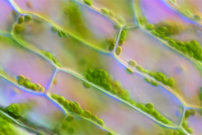 Cellule végétale - feuille d'Elodée x160